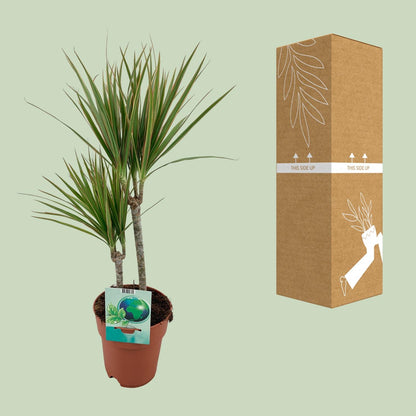 Dracaena Marginata Bicolor - Ø19cm - ↕70cm