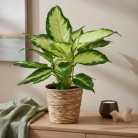 Dieffenbachia Camilla – Dieffenbachia kamerplant