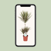 Dracaena Bicolor - Ø21cm - ↕95cm