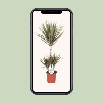 Dracaena Bicolor - Ø21cm - ↕95cm