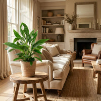 Spathiphyllum – Lepelplant kamerplant