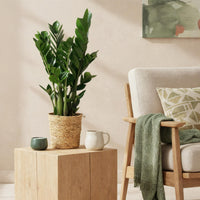 Zamioculcas Zamiifolia – ZZ-plant kamerplant