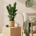 Zamioculcas Zamiifolia – ZZ-plant kamerplant