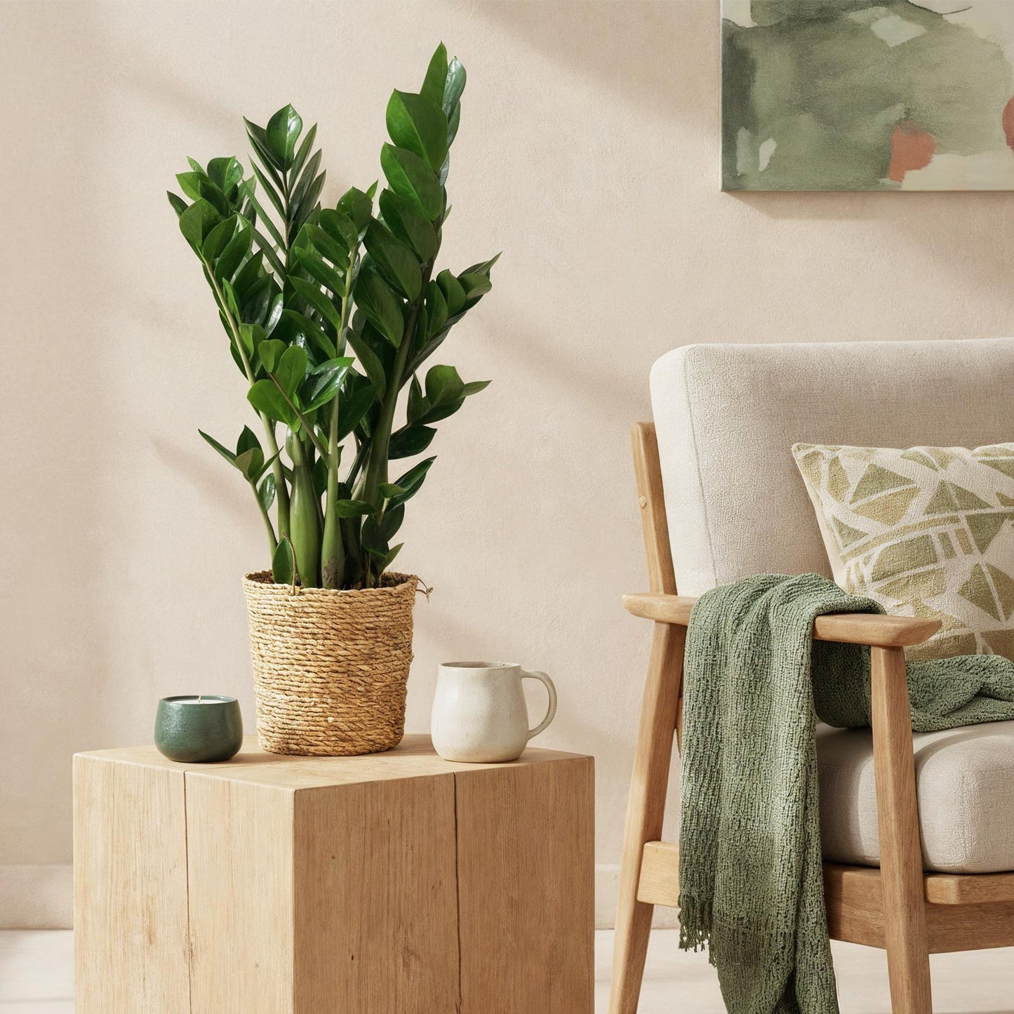 Zamioculcas Zamiifolia – ZZ-plant kamerplant