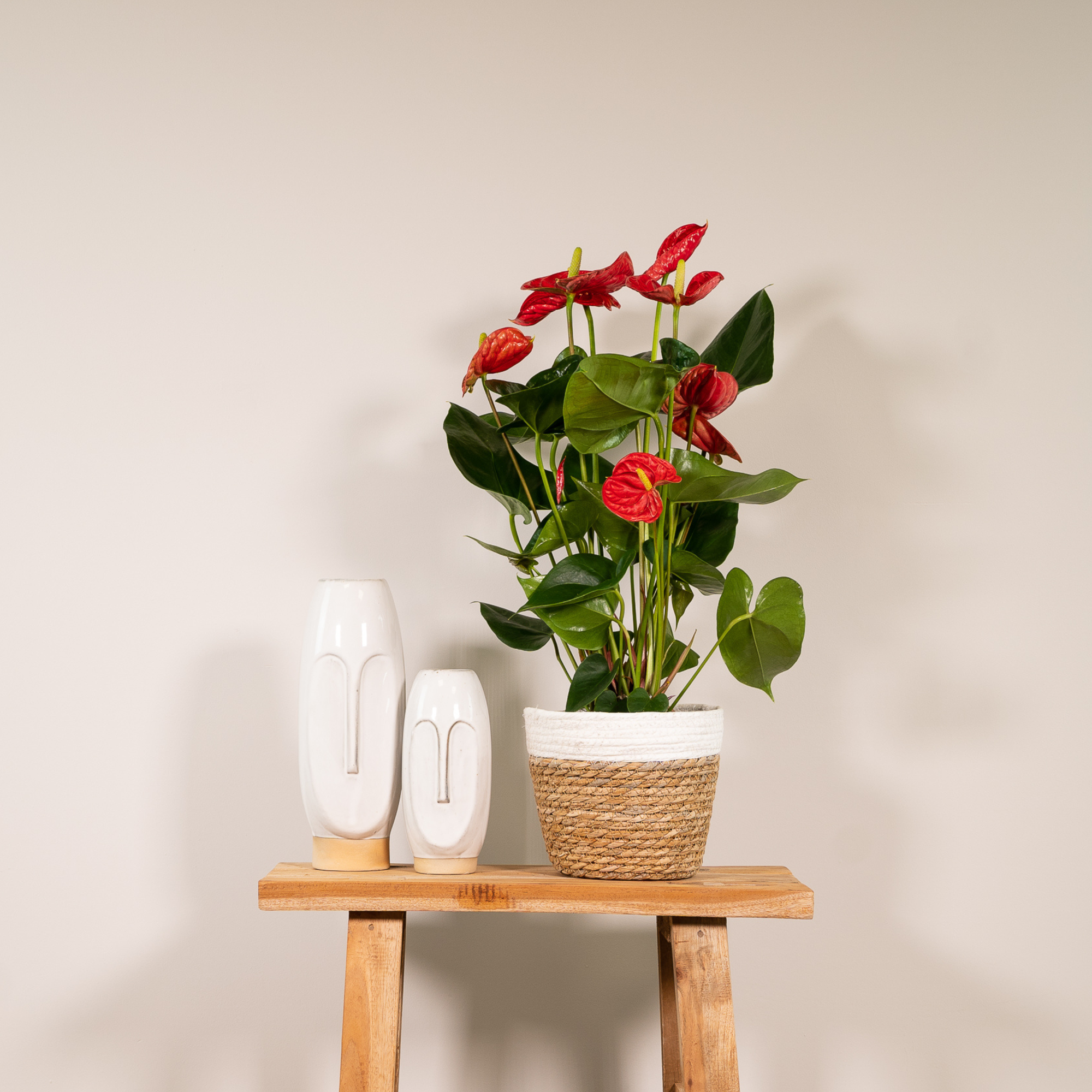 Anthurium – Flamingoplant Ø12 35-45 cm