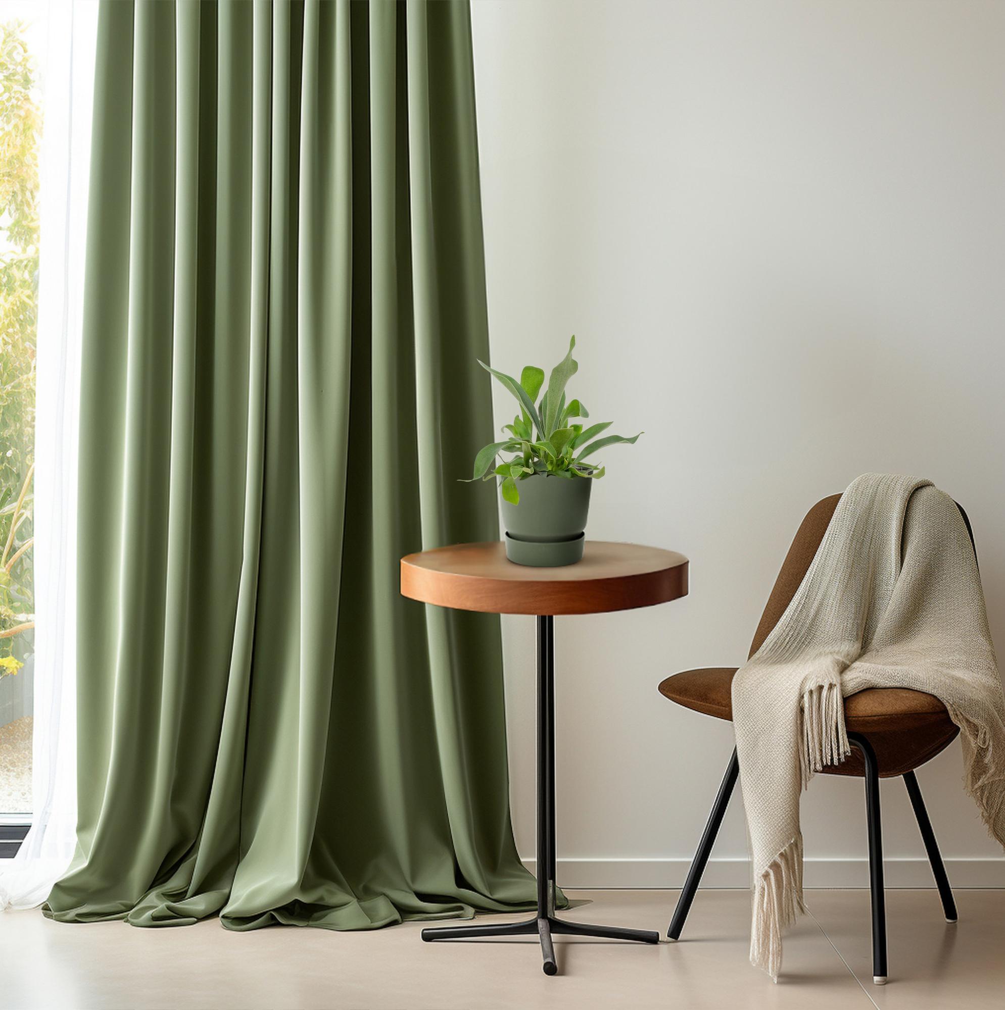 Platycerium Bifurcatum – Hertshoornvaren kamerplant