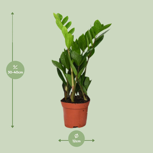 Zamioculcas Zamiifolia – ZZ-plant kamerplant