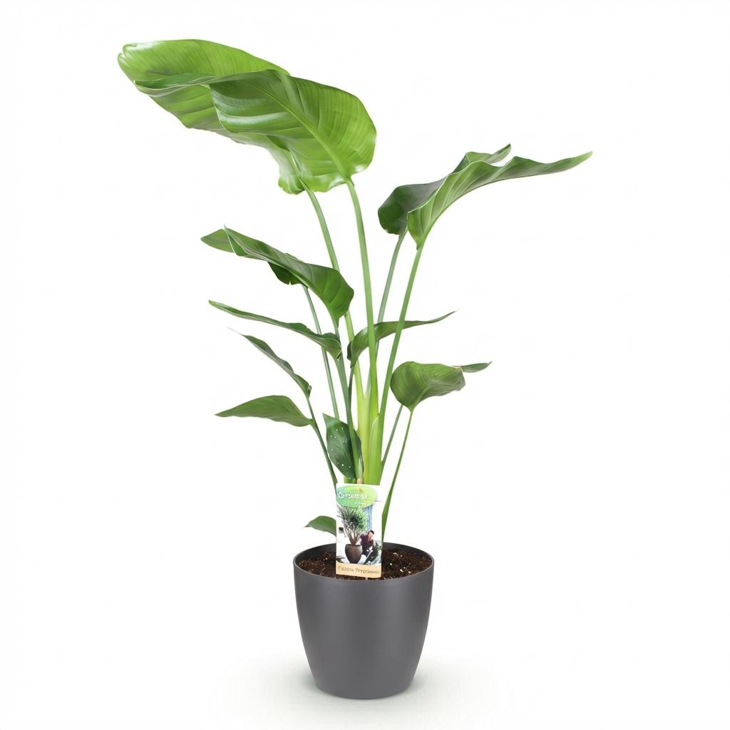 Strelitzia Nicolai – Paradijsvogelplant kamerplant