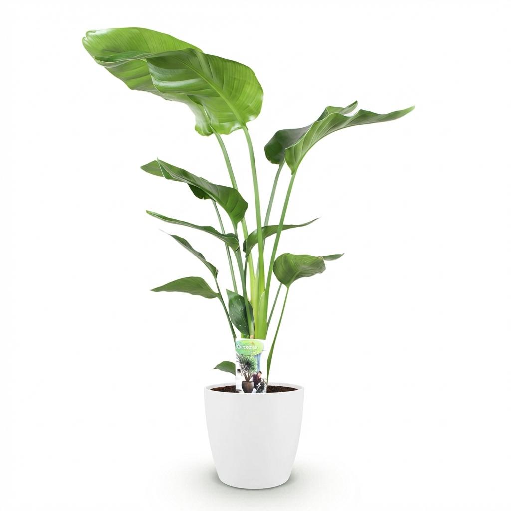 Strelitzia Nicolai – Paradijsvogelplant kamerplant