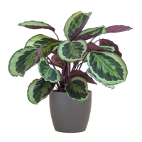 Calathea Medaillon met Viber grijs - 65cm - Ø19