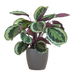 Calathea Medaillon met Viber grijs - 65cm - Ø19