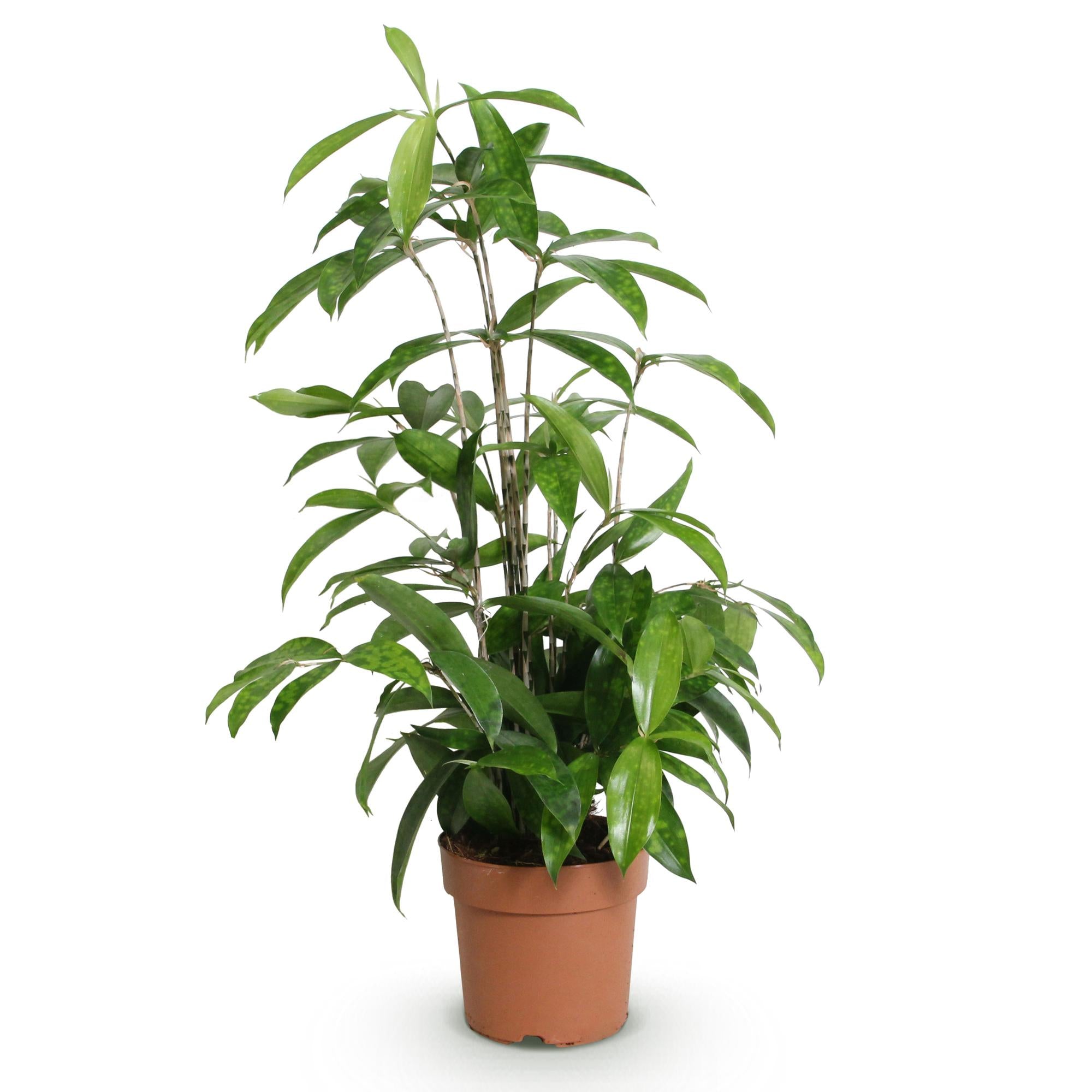 Dracaena Surculosa – Drakenbloedboom kamerplant