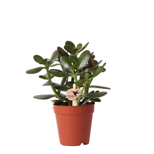 Crassula Ovata – Jadeplant kamerplant