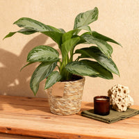 Aglaonema ‘Silver Bay’ – Chinese evergreen kamerplant