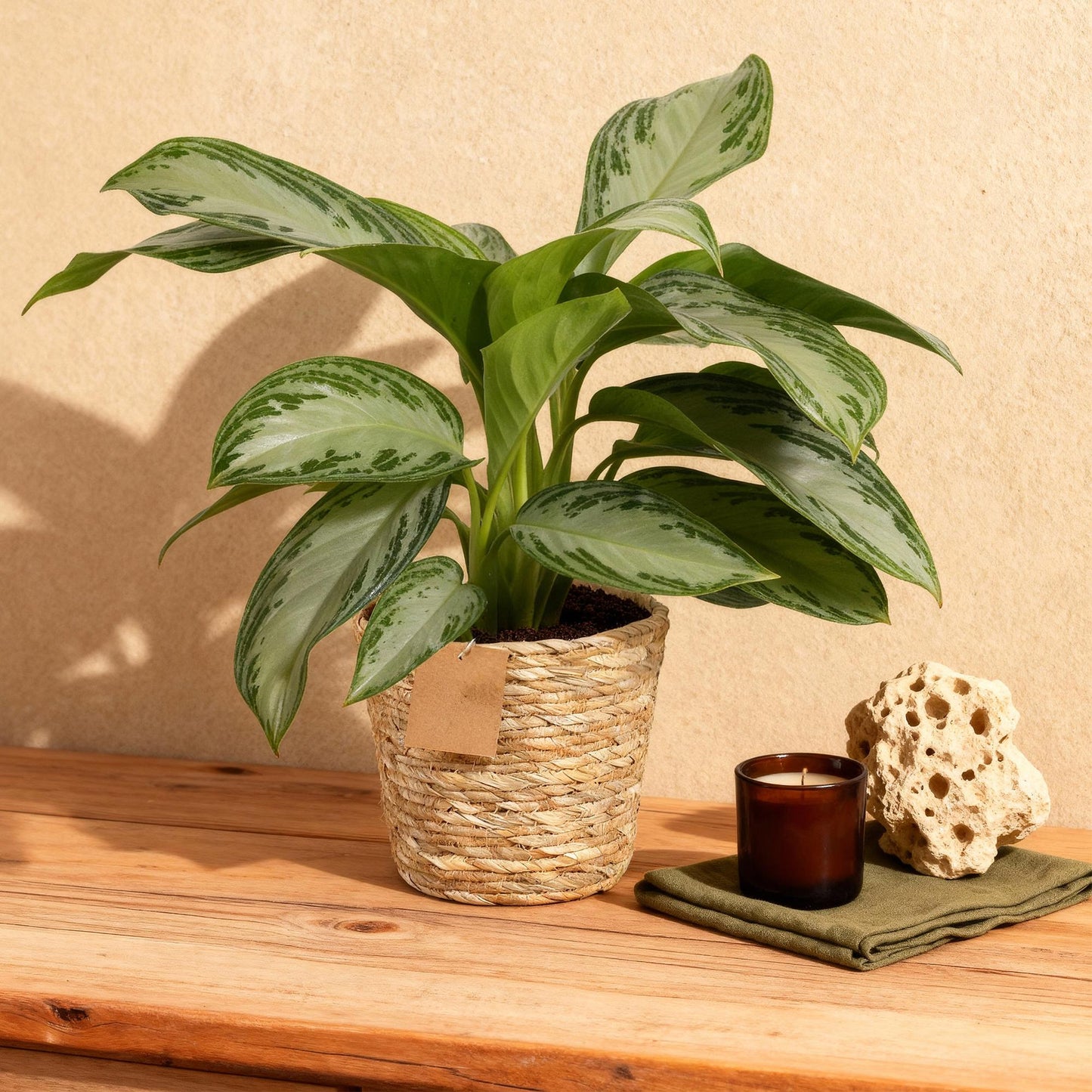 Aglaonema ‘Silver Bay’ – Chinese evergreen kamerplant