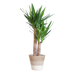 Yucca Elephantipes met Mand Lissabon wit - 90cm - Ø21