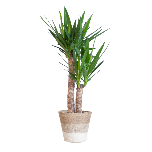Yucca Elephantipes met Mand Lissabon wit - 90cm - Ø21