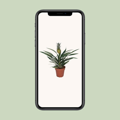 Bromelia Ananas - Ø12cm - ↕30cm