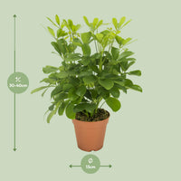 Schefflera Arboricola – Vingersboom kamerplant