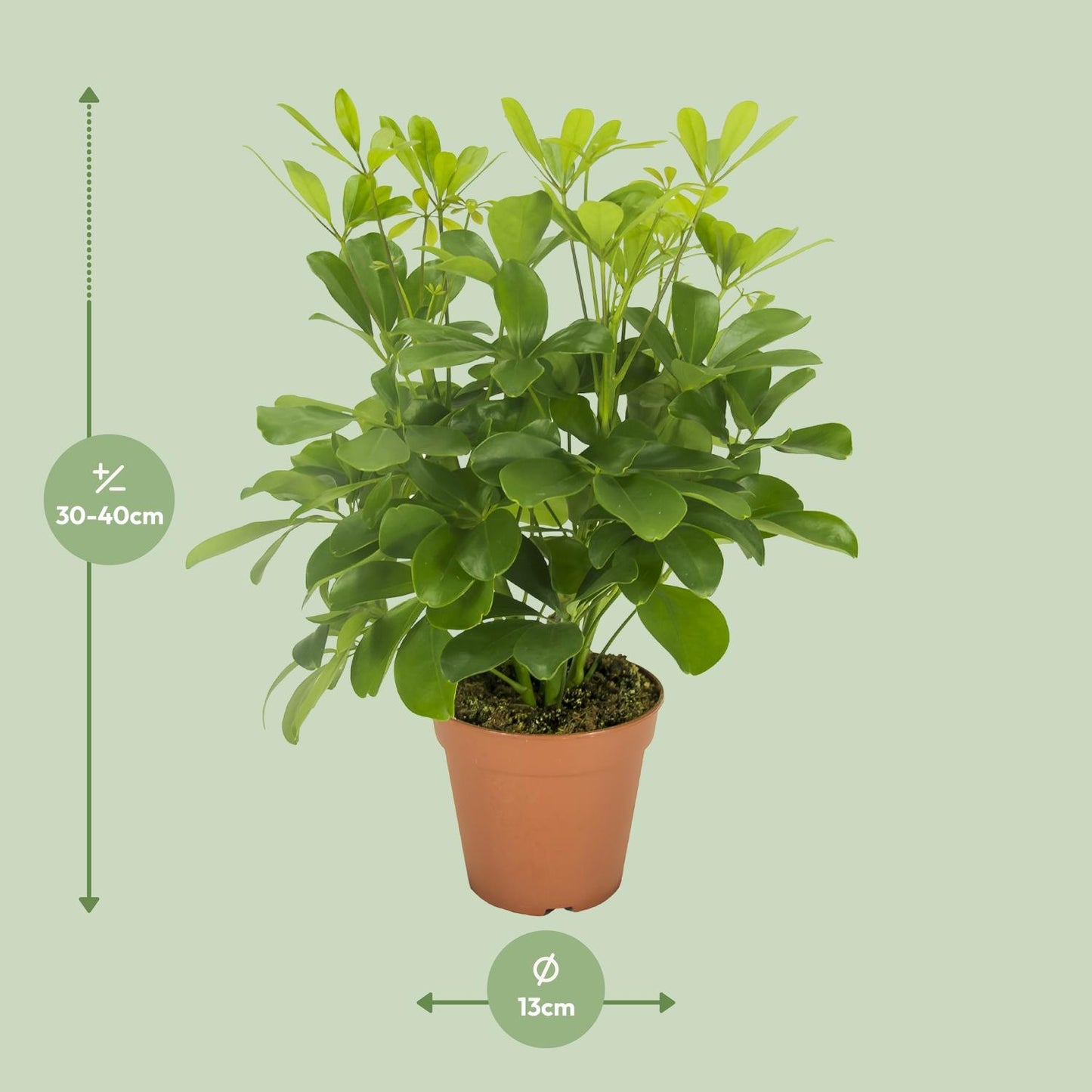 Schefflera Arboricola – Vingersboom kamerplant
