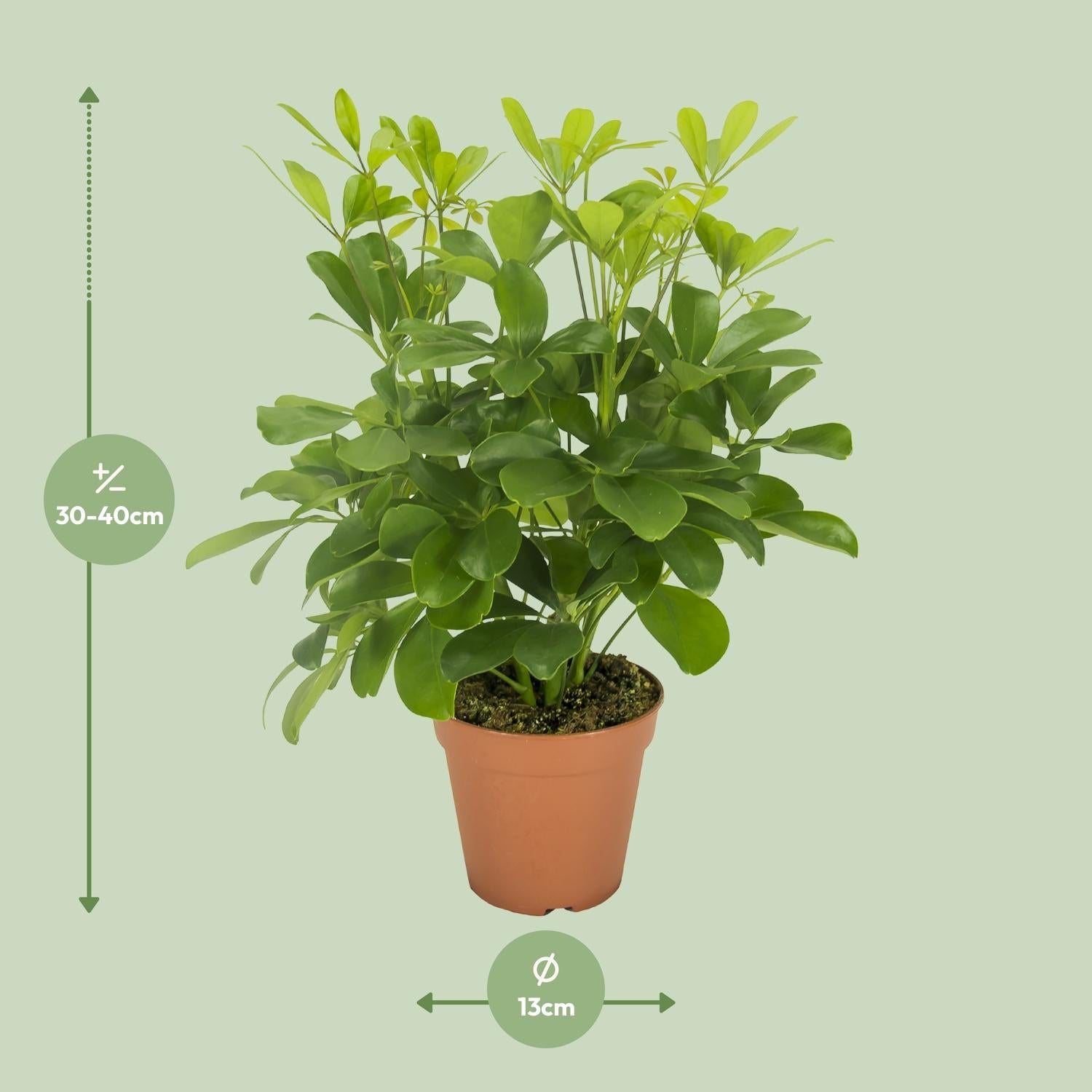 Schefflera Arboricola – Vingersboom kamerplant