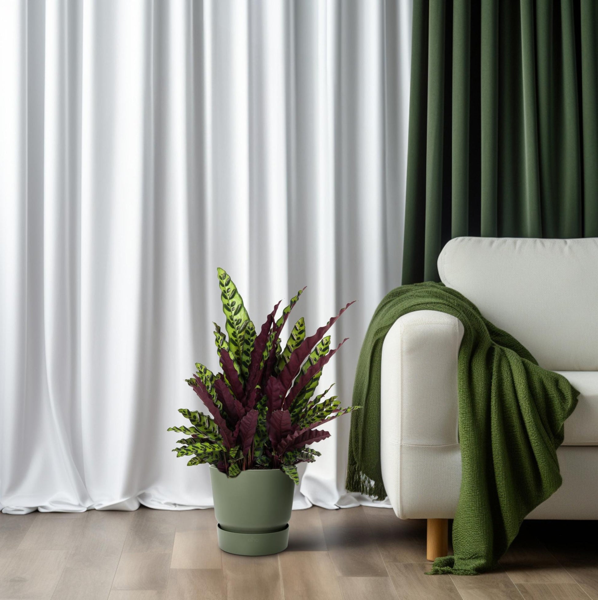 Calathea Lancifolia – Rattlesnake plant kamerplant