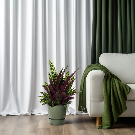 Calathea Lancifolia – Rattlesnake plant kamerplant