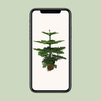 Araucaria Heterophylla - Ø21cm - ↕70cm