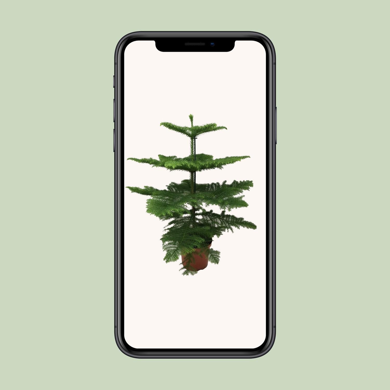 Araucaria Heterophylla - Ø21cm - ↕70cm