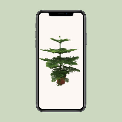 Araucaria Heterophylla - Ø21cm - ↕70cm