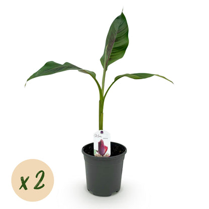 Green boutiQ - Fruitplant - Bananen plant - Musa sikkemensis Red Tiger - Winterhard - 2 planten - Pot 17cm Hoogte 40cm