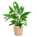 Spathiphyllum met Mand Sofia naturel - 80cm - Ø21