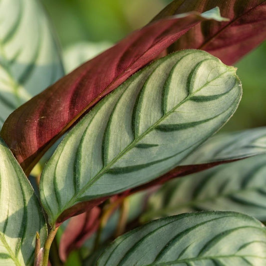Calathea Ctenanthe – Pauwenplant kamerplant