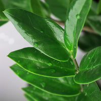 Zamioculcas Zamiifolia – ZZ-plant kamerplant
