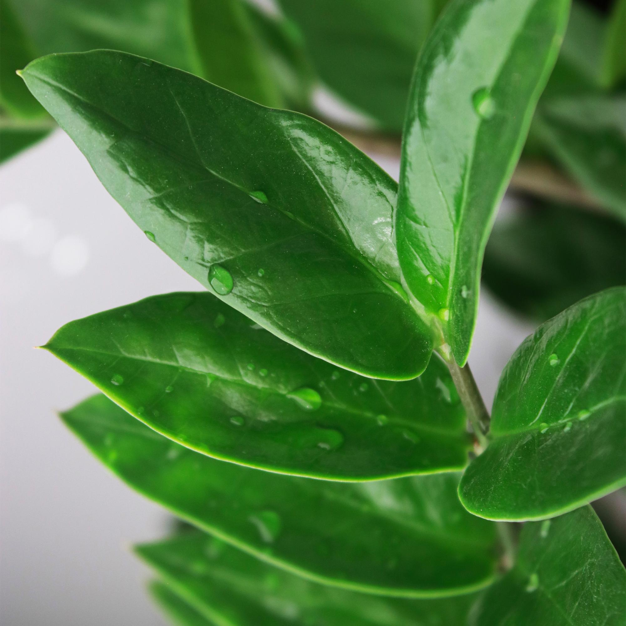 Zamioculcas Zamiifolia – ZZ-plant kamerplant