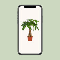 Pachira Aquatica - Ø12cm - ↕35cm
