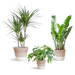 Schaduw Plantenbox - medium - met mand Lissabon wit