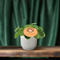 Pilea Peperomioides - Ø12 ↕20