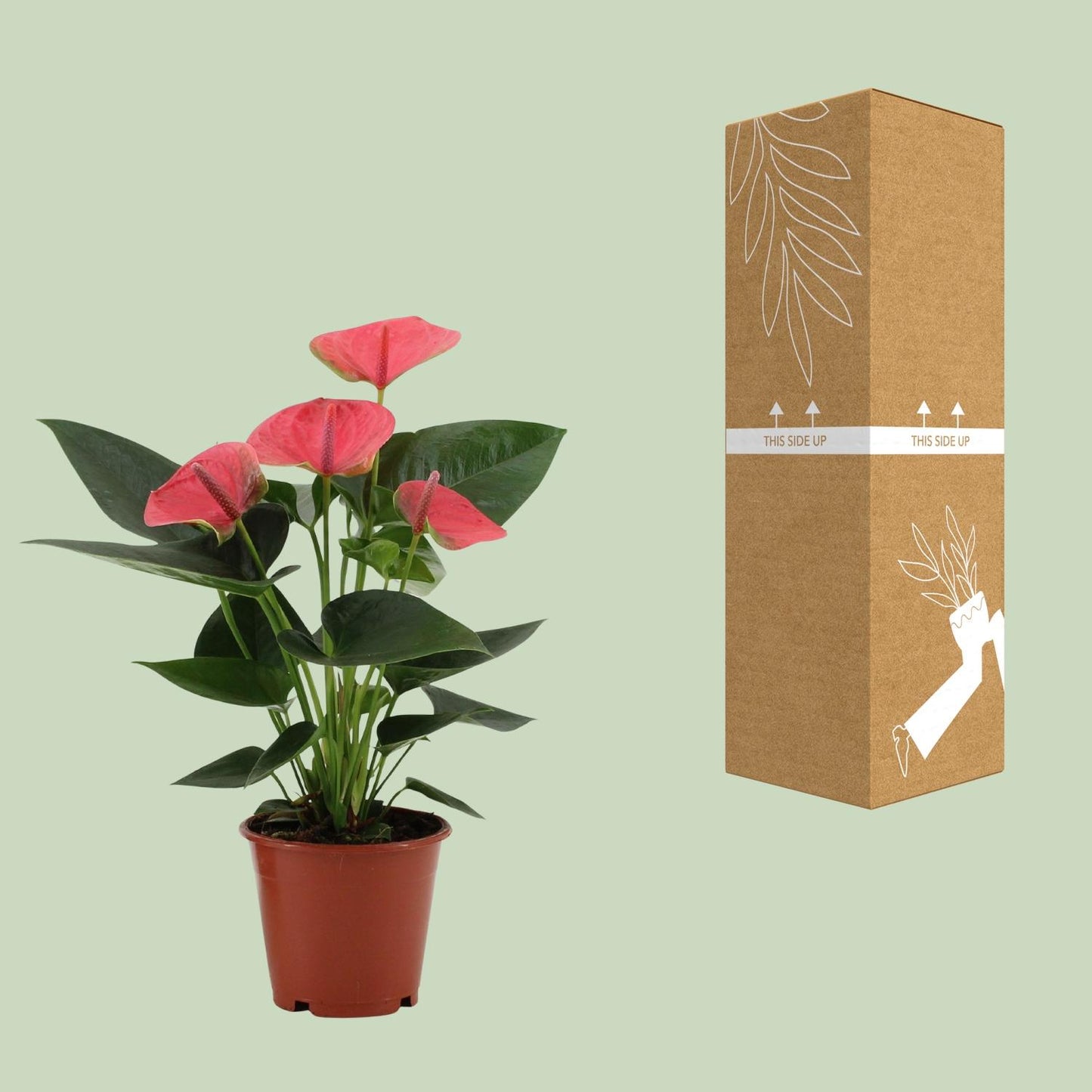 Anthurium – Flamingoplant Ø12 35-45 cm