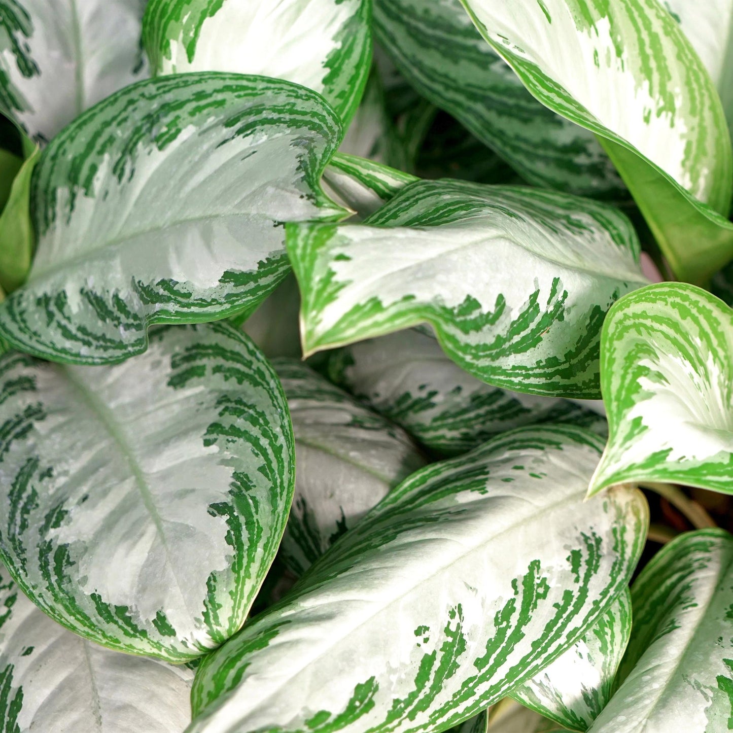 Aglaonema ‘Silver Bay’ – Chinese evergreen kamerplant
