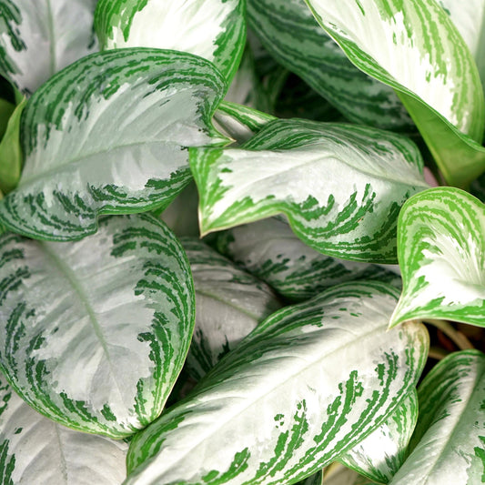 Aglaonema ‘Silver Bay’ – Chinese evergreen kamerplant