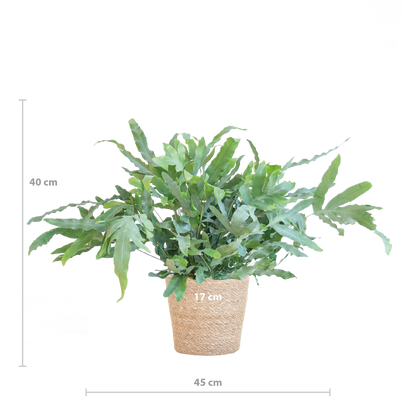 Phlebodium Aureum 'Blue Star' met Mand Sofia naturel - 40cm - Ø17
