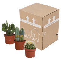 Cactus mix 10.5 cm - 3x - 12cm zonder pot