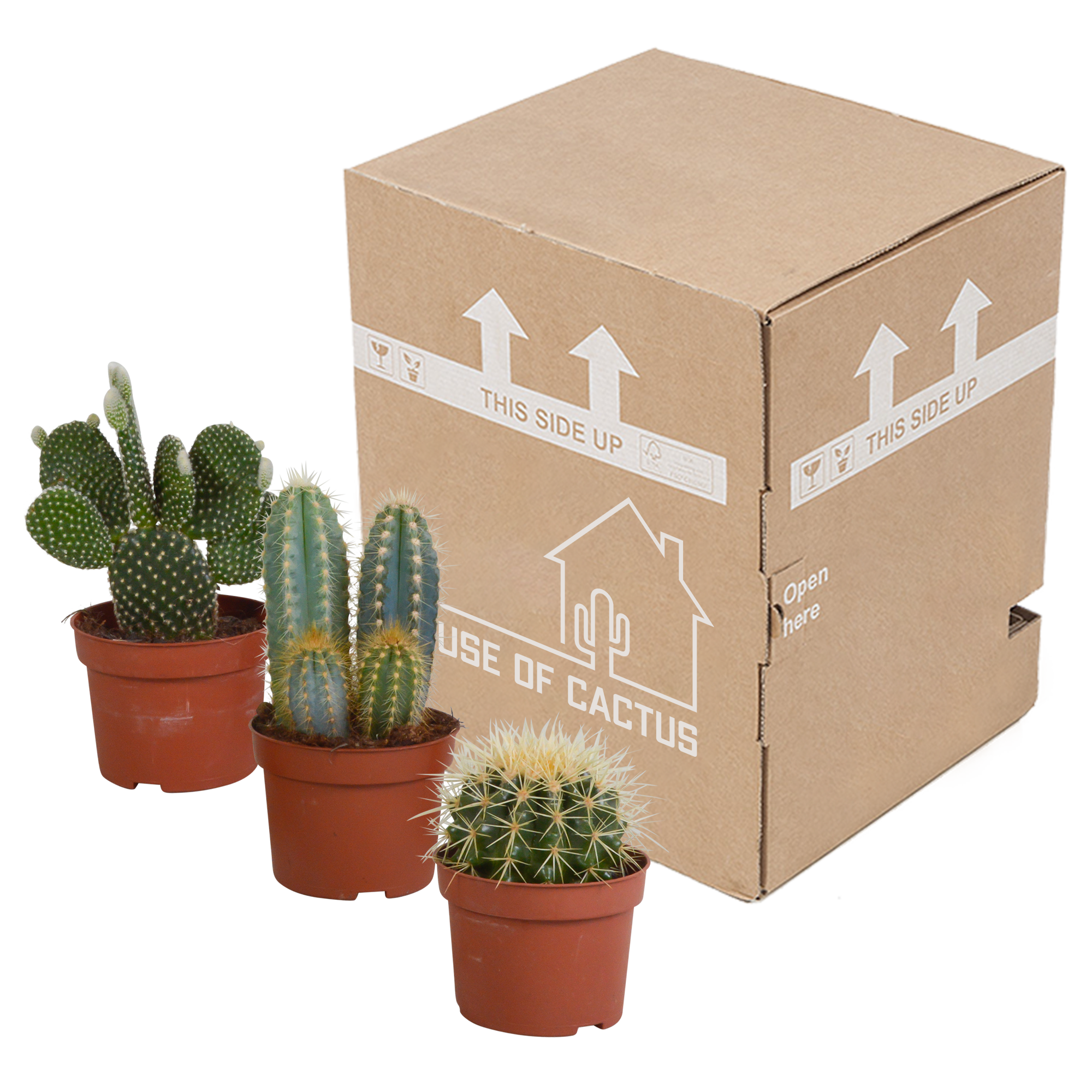 Cactus mix 10.5 cm - 3x - 12cm zonder pot