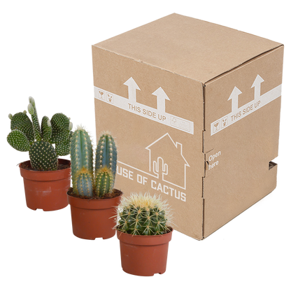 Cactus mix 10.5 cm - 3x - 12cm zonder pot