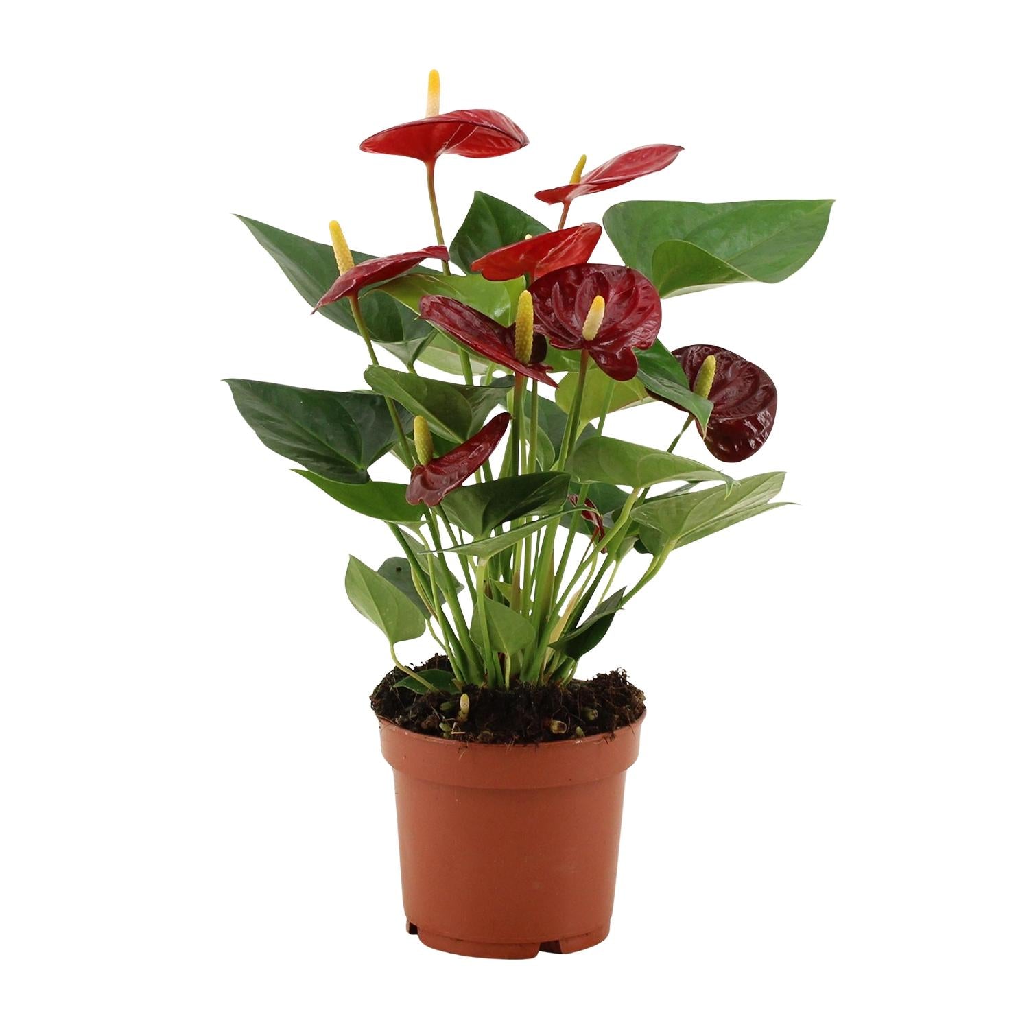 Anthurium – Flamingoplant Ø12 35-45 cm