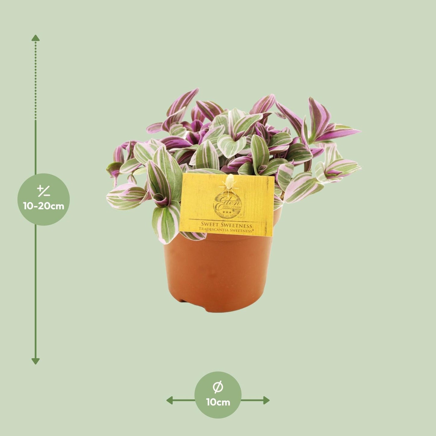Tradescantia nanouk – Vaderplant kamerplant