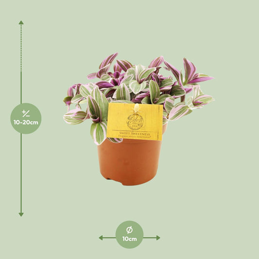 Tradescantia nanouk – Vaderplant kamerplant