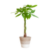 Pachira Aquatica met Mand Lissabon wit - 80cm - Ø21