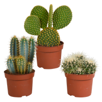 Cactus mix 10.5 cm - 3x - 12cm zonder pot